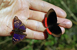 butterflies