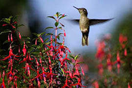 hummingbird